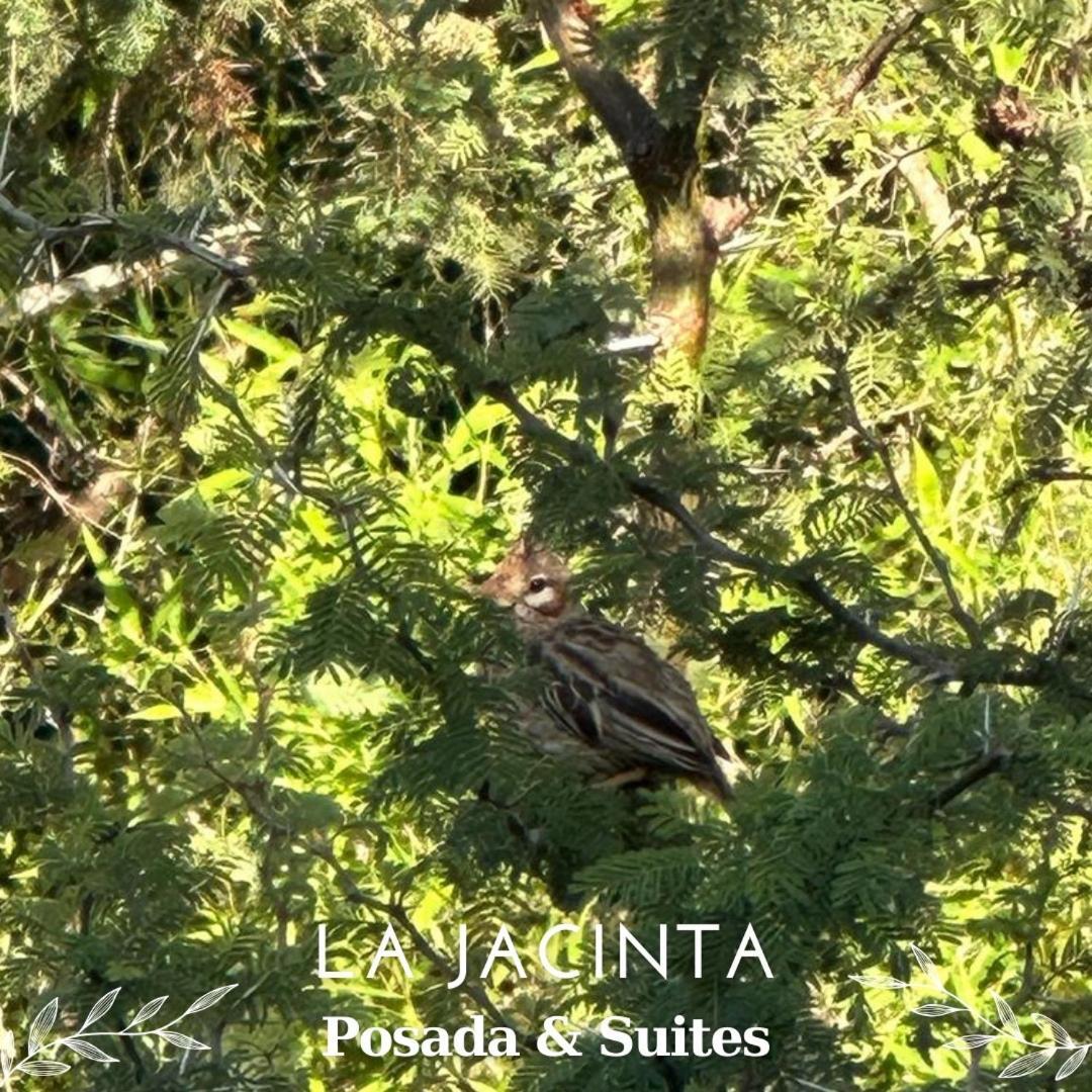La Jacinta Posada Suites Santa Rosa de Calamuchita Zewnętrze zdjęcie